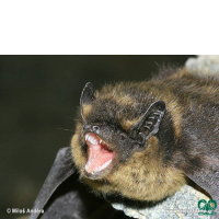 گونه خفاش سروتین شمالی Northern Bat 